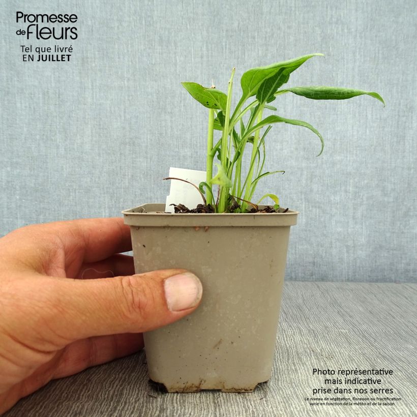 Esemplare di Echinacea Sunny Days Lemon Vasetto da 8/9 cm consegnato in estate