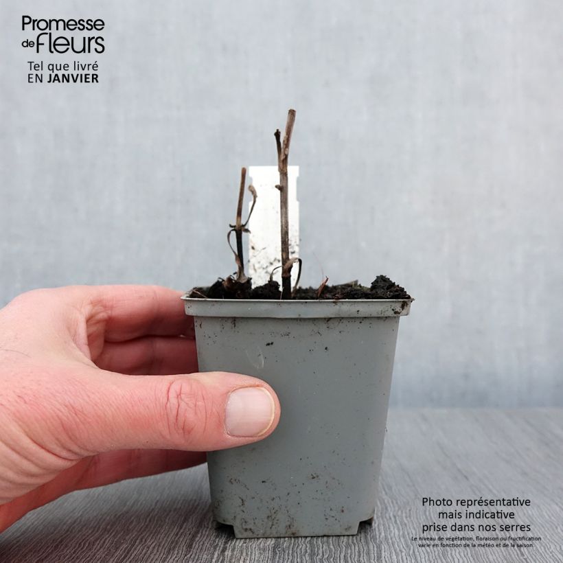 Echinacea Sunny Days Lemon Vasetto da 8/9 cm esemplare consegnato in inverno