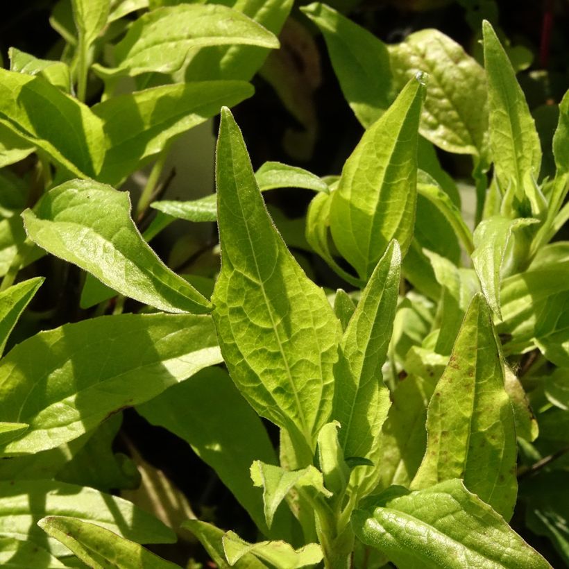 Echinacea Sunny Meadow Mama (Fogliame)