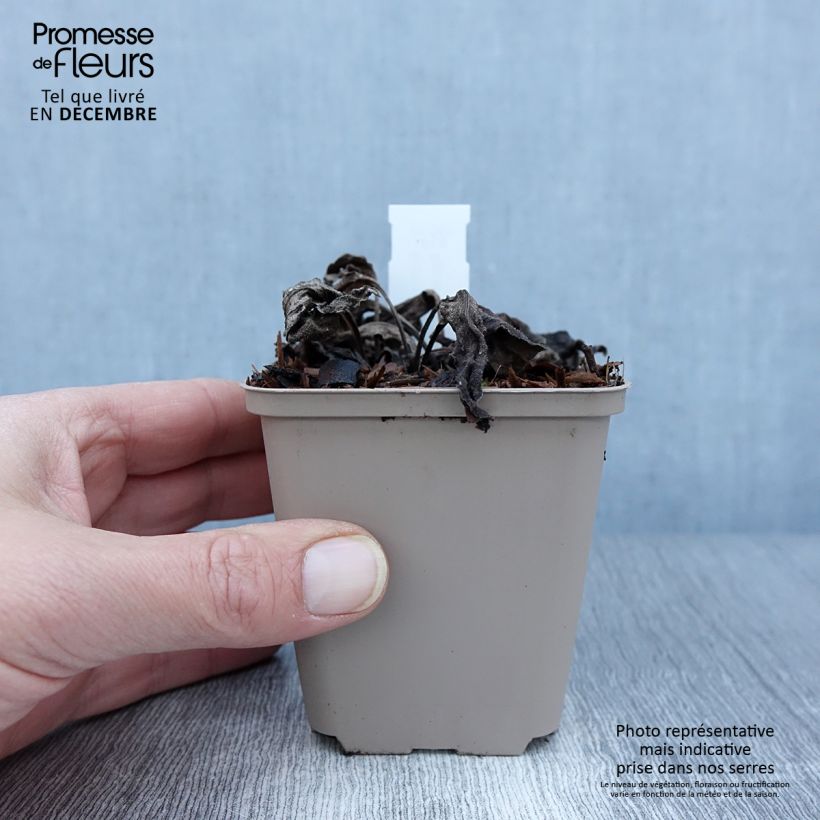 Esemplare di Echinacea purpurea SunSeekers Apple Green Vasetto da 8/9 cm come consegnato in autunno