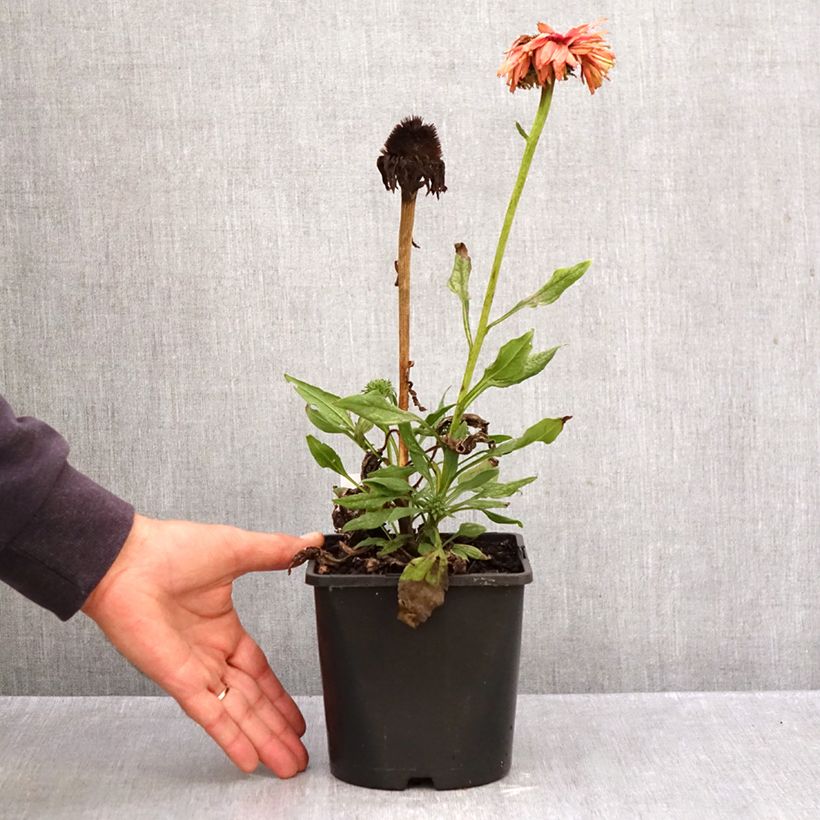 Esemplare di Echinacea purpurea SunSeekers Rainbow Vaso da 1,5L/2L come consegnato in autunno