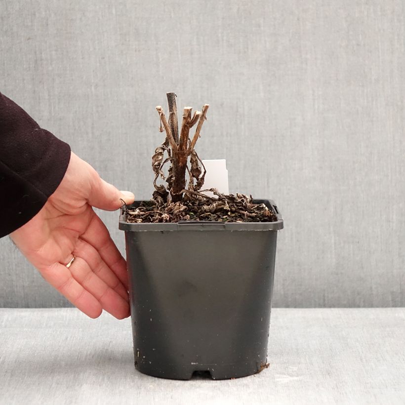 Echinacea purpurea SunSeekers Rainbow Vaso da 1,5L/2L esemplare consegnato in inverno