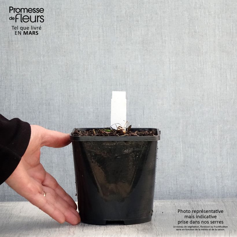 Echinacea purpurea SunSeekers Salmon Vaso da 2L/3L esemplare consegnato in primavera