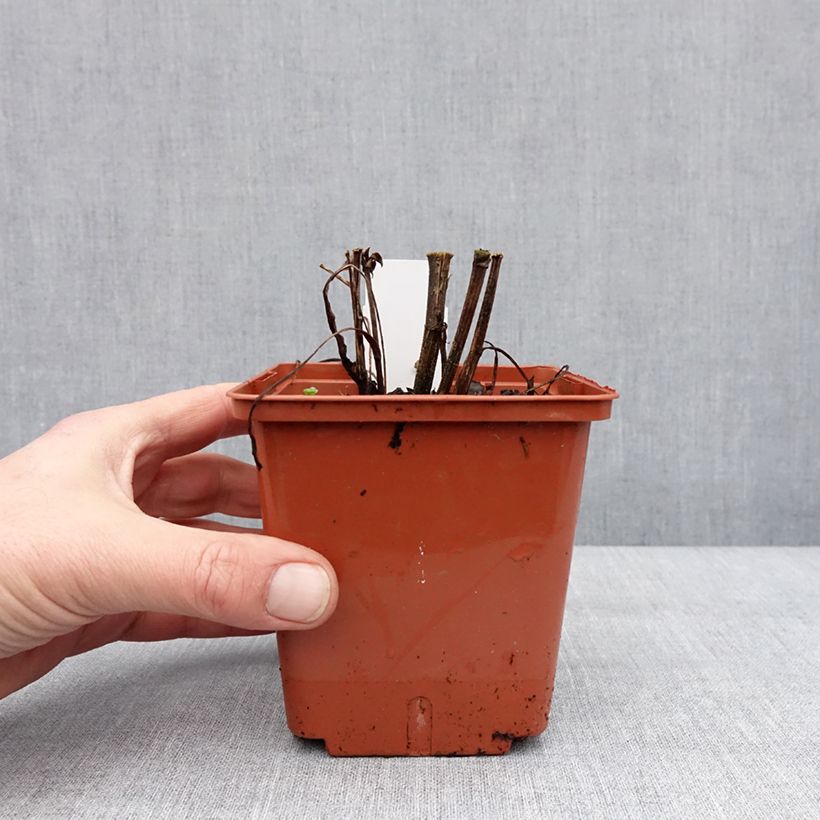 Echinacea purpurea SunSeekers Tequila Sunrise Vaso da 1L/1,5L esemplare consegnato in inverno