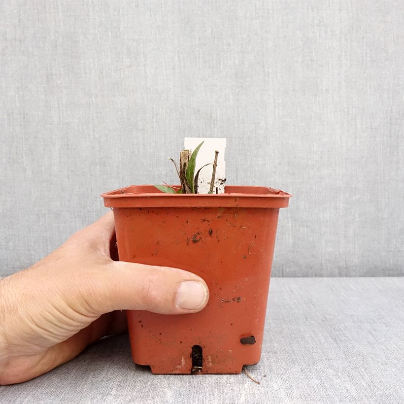 Echinacea purpurea SunSeekers Tequila Sunrise Vaso da 1L/1,5L esemplare consegnato in primavera