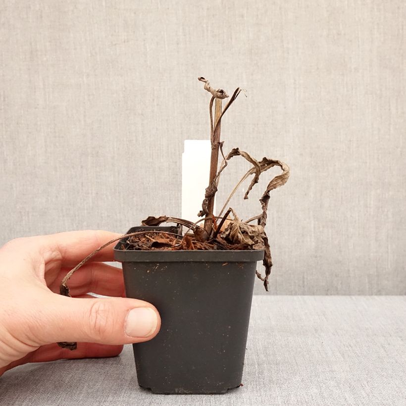 Echinacea Sweet Sandia Vasetto da 8/9 cm esemplare consegnato in inverno