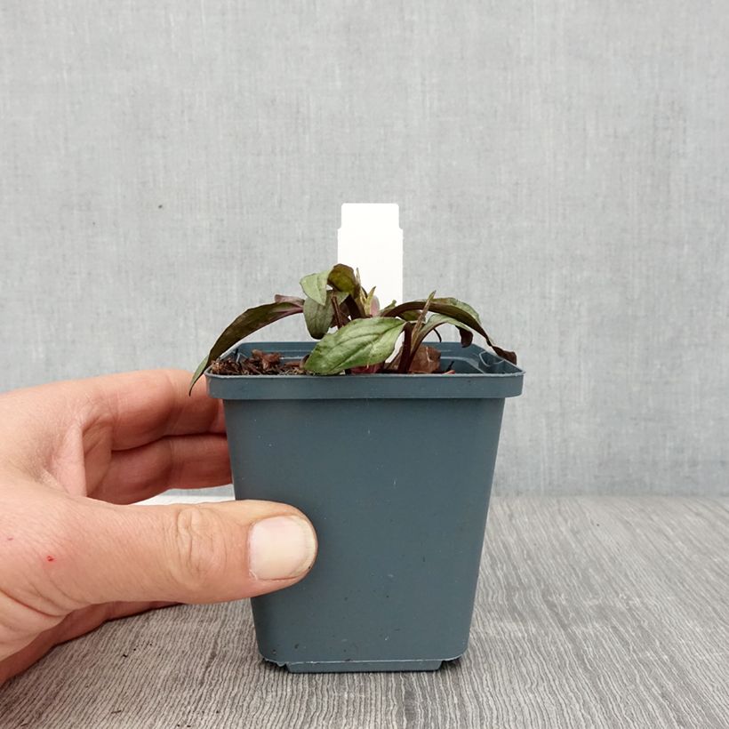 Echinacea Sweet Sandia Vasetto da 8/9 cm esemplare consegnato in primavera