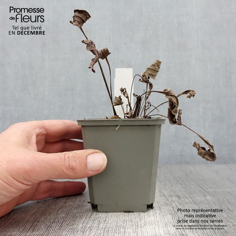Esemplare di Echinacea purpurea Tomato Soup Vasetto da 8/9 cm come consegnato in autunno