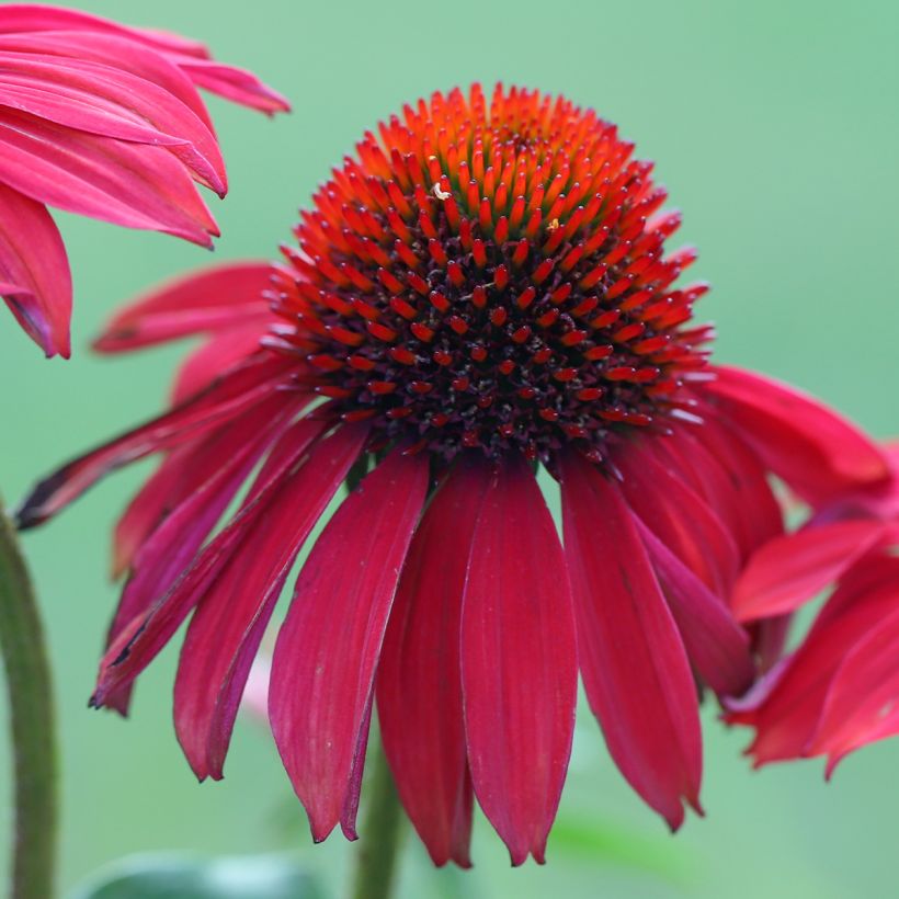 Echinacea purpurea Sombrero Baja Burgundy (Fioritura)