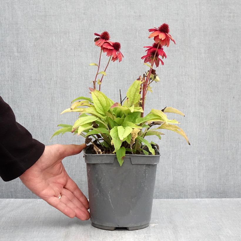 Esemplare di Echinacea purpurea Sombrero Baja Burgundy Vaso da 2L/3L come consegnato in autunno