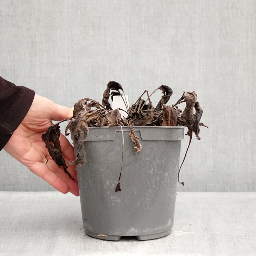 Echinacea purpurea Sombrero Baja Burgundy Vaso da 2L/3L esemplare consegnato in inverno