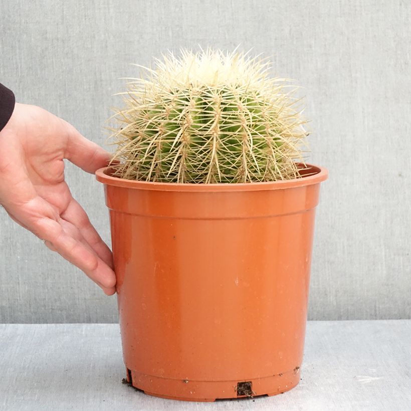 Esemplare di Echinocactus grusonii var. albispinus Vaso da 4L/5L come consegnato in autunno