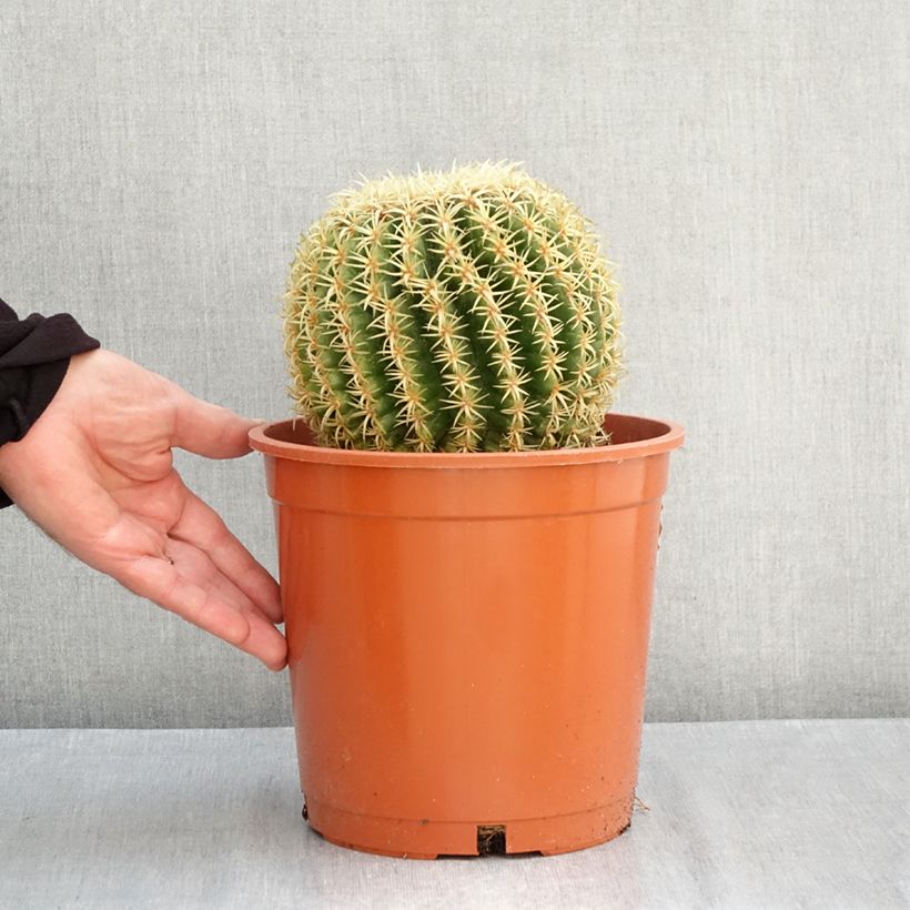 Esemplare di Echinocactus grusonii var. brevispinus Vaso da 4L/5L come consegnato in autunno