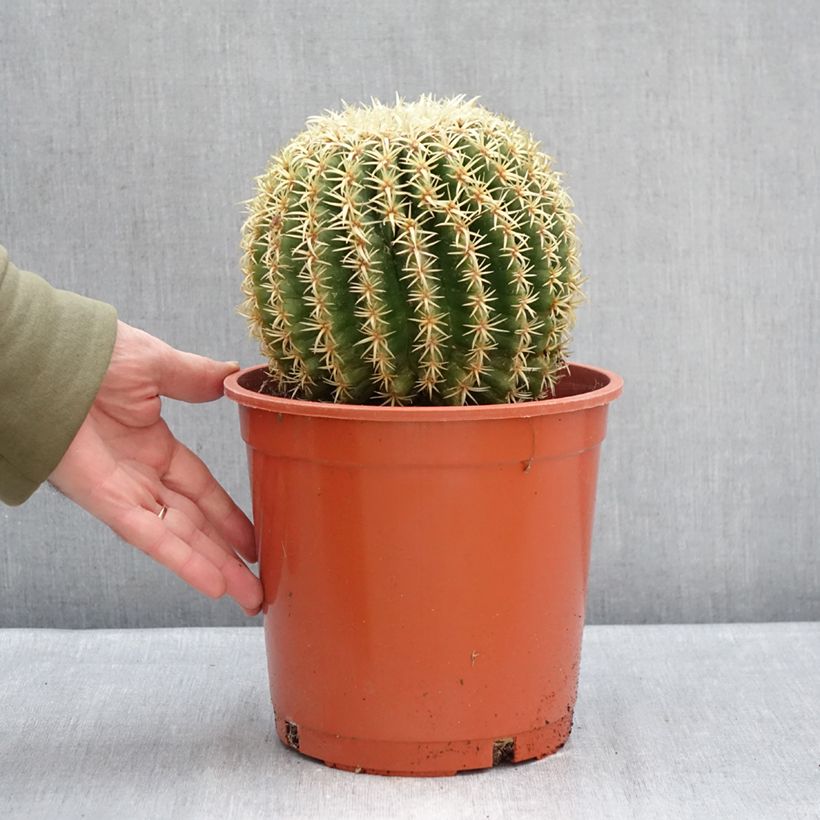 Echinocactus grusonii var. brevispinus Vaso da 4L/5L esemplare consegnato in inverno