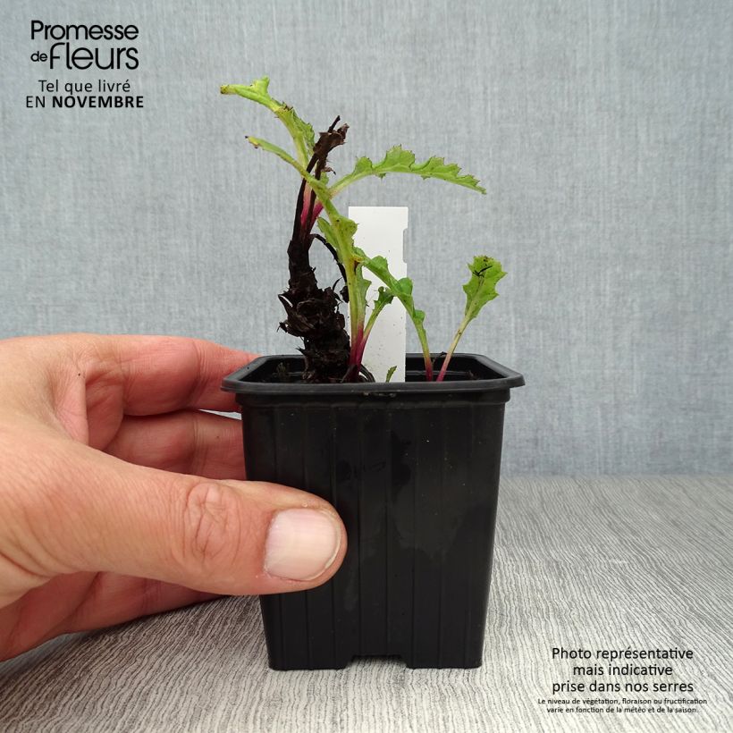 Esemplare di Echinops bannaticus Blue Globe - Cardo pallottola Vasetto da 8/9 cm come consegnato in autunno