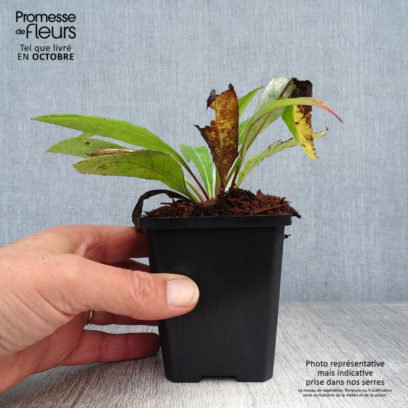 Esemplare di Echinops bannaticus Blue Glow - Cardo pallottola Vasetto da 8/9 cm come consegnato in autunno