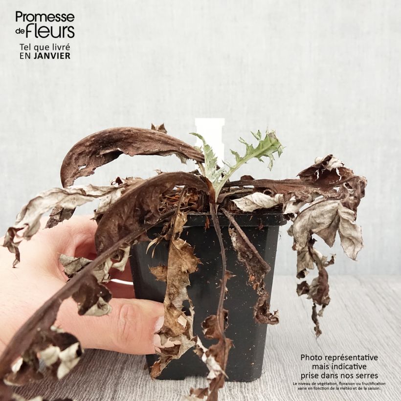 Echinops bannaticus Blue Glow - Cardo pallottola Vasetto da 8/9 cm esemplare consegnato in inverno