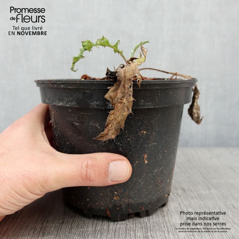 Esemplare di Echinops bannaticus Taplow Blue - Cardo pallottola Vaso da 2L/3L come consegnato in autunno