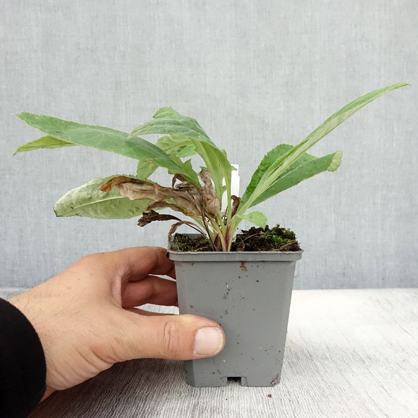 Esemplare di Echinops ritro Veitch’s Blue - Cardo-pallottola coccodrillo Vasetto da 8/9 cm come consegnato in autunno