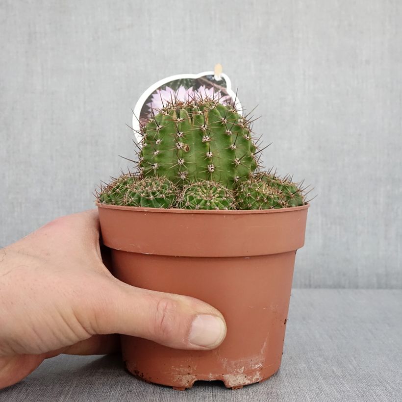 Echinopsis multiplex Vaso da 1L/1,5L esemplare consegnato in inverno