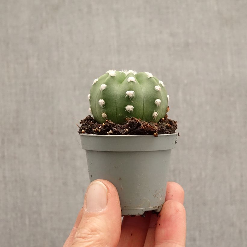 Echinopsis subdenudata mini-pianta esemplare consegnato in primavera