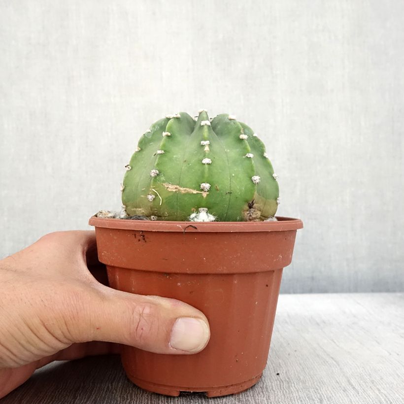 Esemplare di Echinopsis subdenudata Vaso da Ø 12 cm / 13 cm come consegnato in autunno