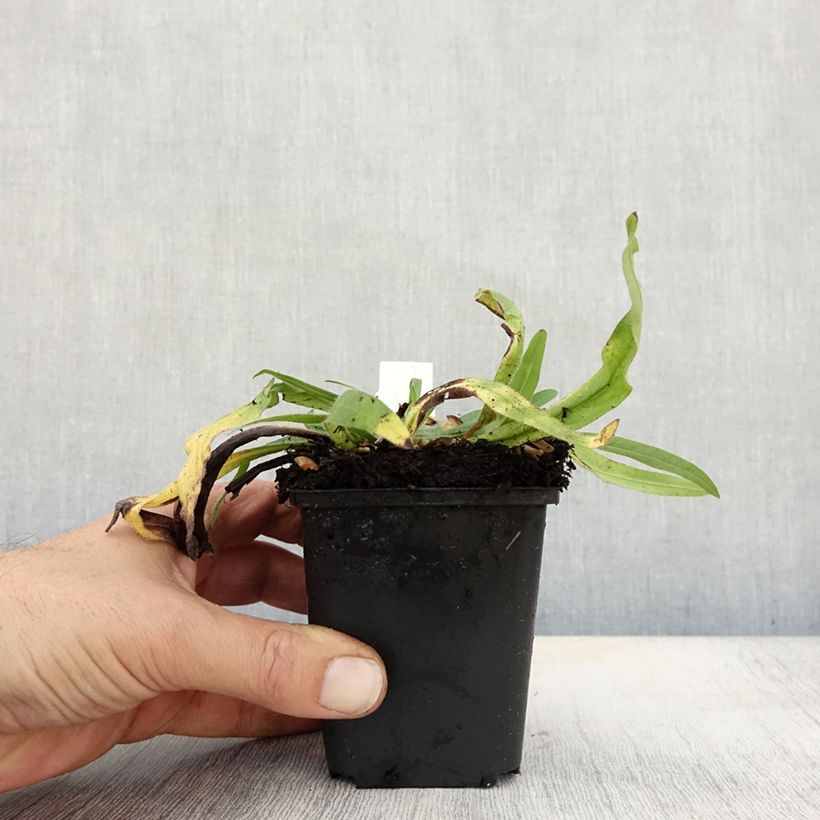 Esemplare di Echium amoneum Red Fathers - Viperina Vasetto da 8/9 cm come consegnato in autunno