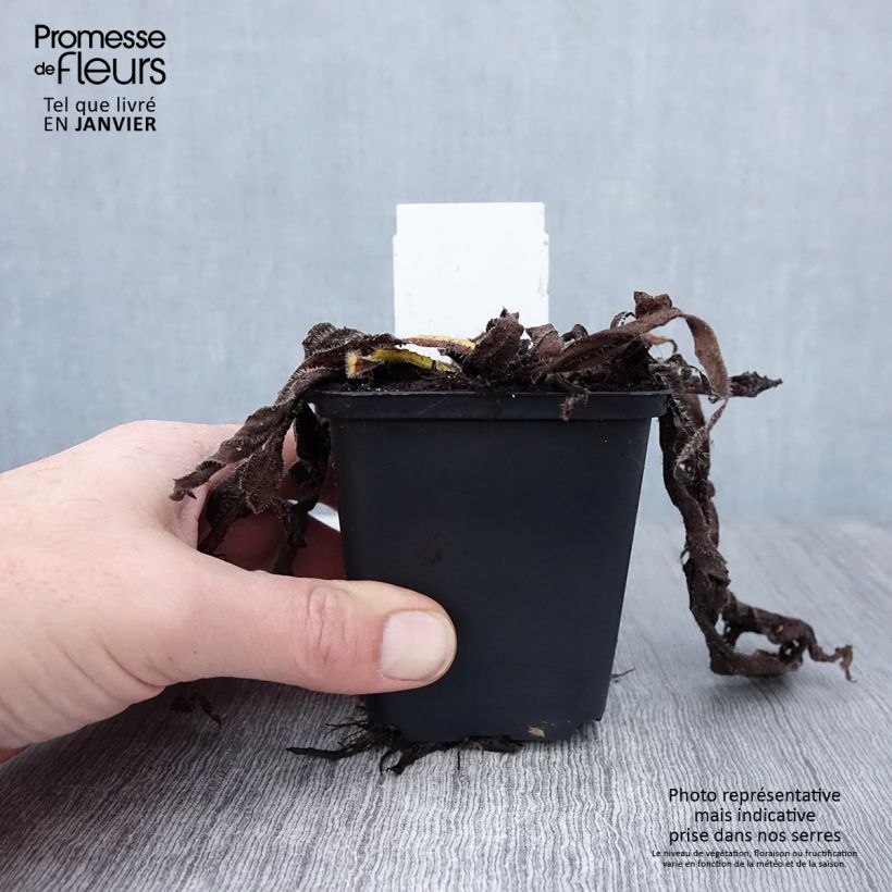 Echium amoneum Red Fathers - Viperina Vasetto da 8/9 cm esemplare consegnato in inverno