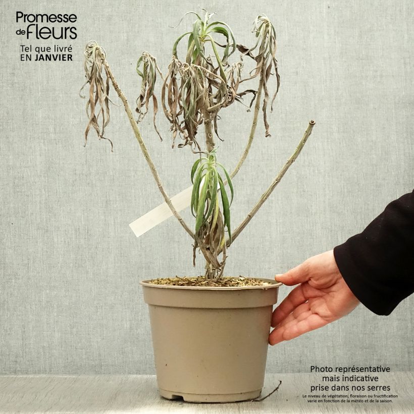 Echium candicans - Viperina candeggiante Vaso da 3L/4L esemplare consegnato in inverno