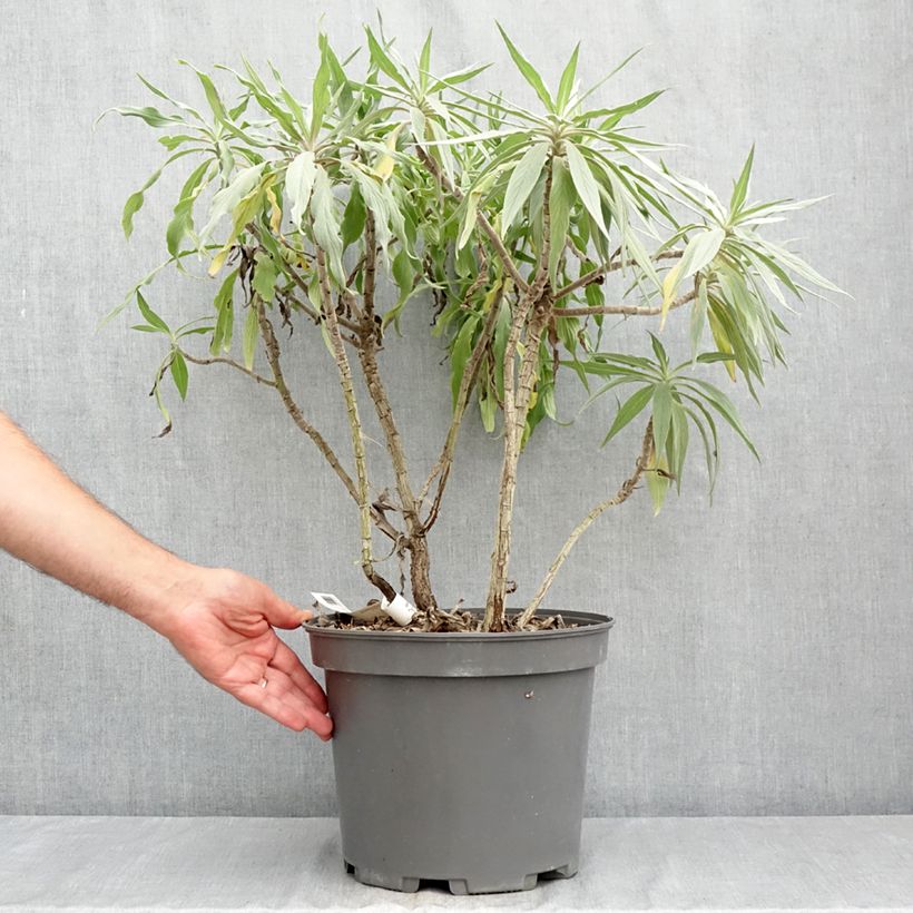 Esemplare di Echium candicans - Viperina candeggiante Vaso da 7,5L/10L consegnato in estate