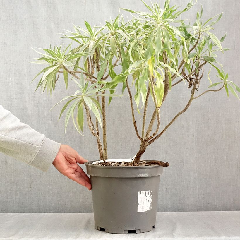 Esemplare di Echium candicans - Viperina candeggiante Vaso da 7,5L/10L come consegnato in autunno