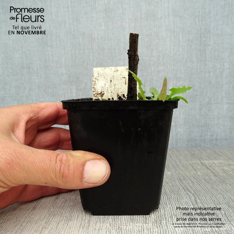 Esemplare di Echium vulgare - Viperina azzurra Vasetto da 8/9 cm come consegnato in autunno