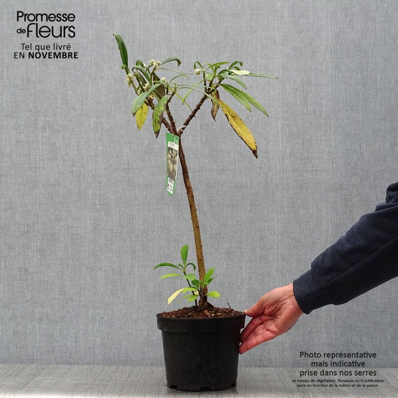 Esemplare di Edgeworthia chrysantha - Bastone di san Giuseppe Vaso da 3L/4L come consegnato in autunno