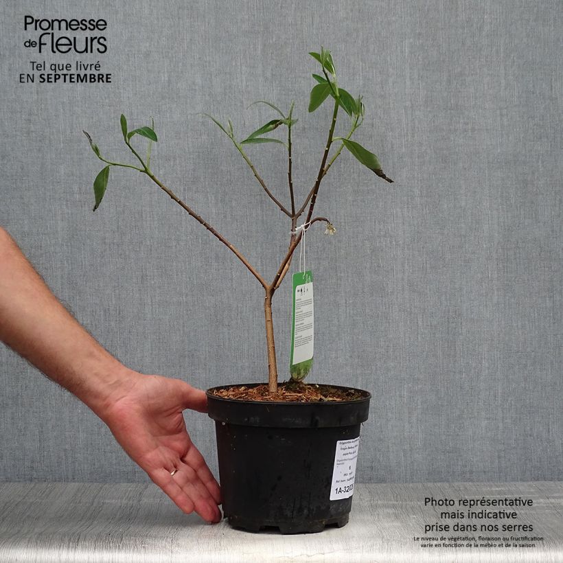 Esemplare di Edgeworthia chrysantha Red Dragon 'Akebono' - Bastone di san Giuseppe Vaso da 3L/4L come consegnato in autunno