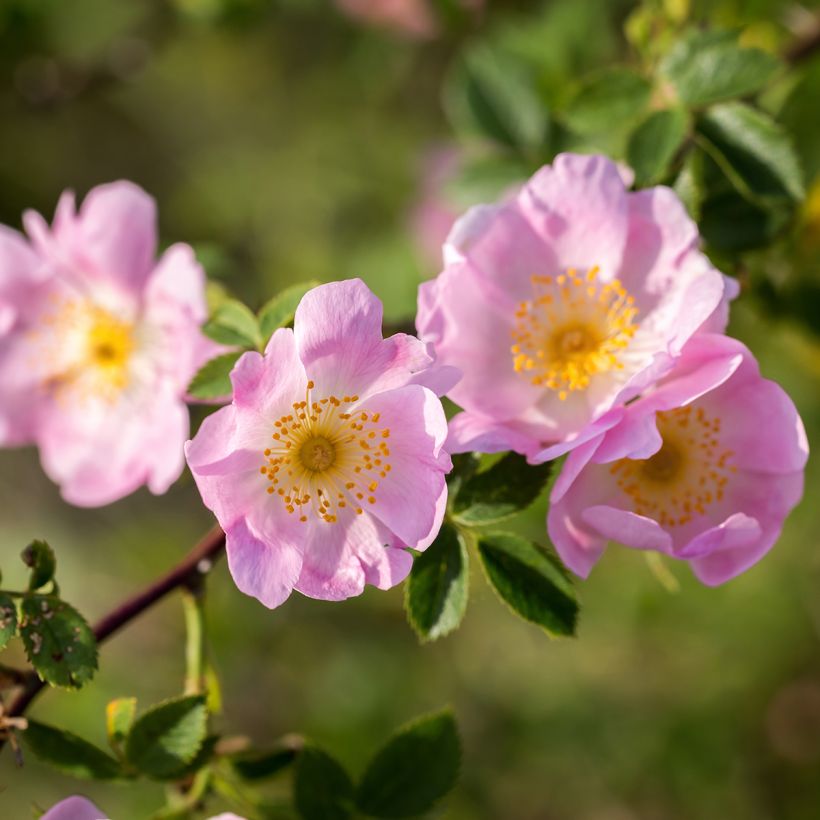 Rosa canina - Rosa selvatica comune (Fogliame)