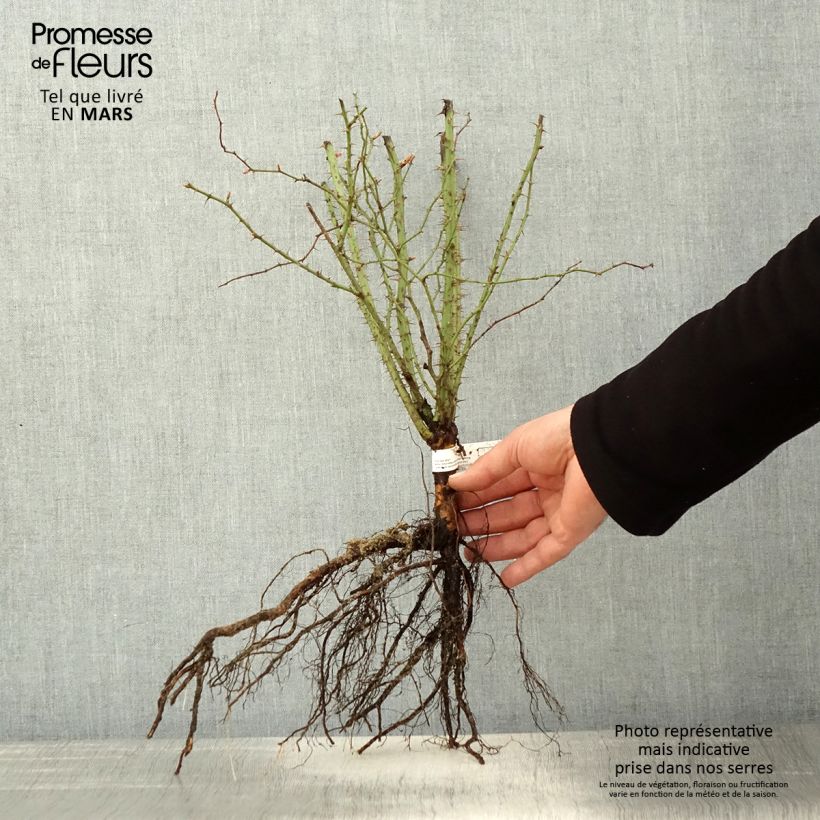 Rosa rubiginosa - Rosa balsamina Piante piccole a radice nuda esemplare consegnato in primavera