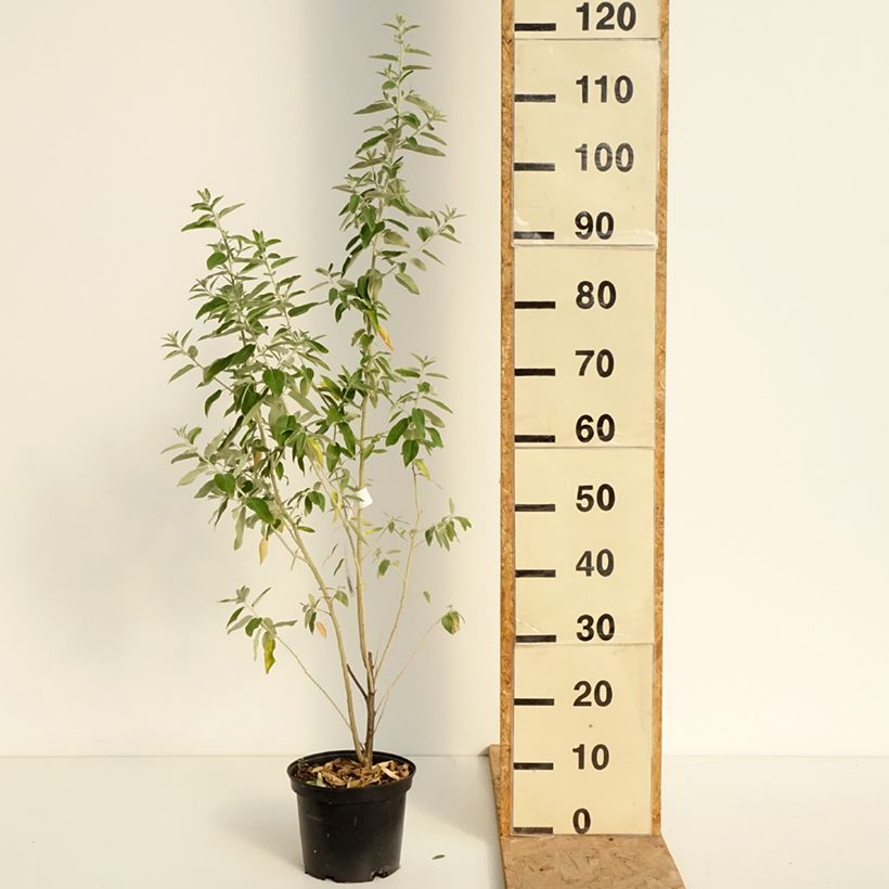 Esemplare di Elaeagnus angustifolia - Olivagno Vaso da 2L/3L consegnato in estate