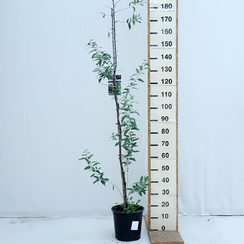 Esemplare di Elaeagnus angustifolia - Olivagno Vaso da 7,5L/10L consegnato in estate