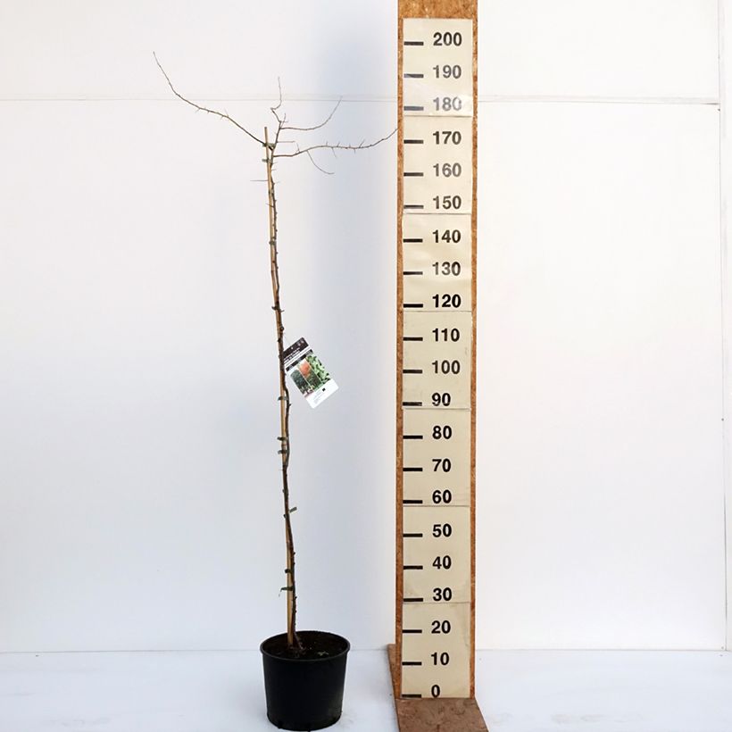 Elaeagnus angustifolia - Olivagno Vaso da 7,5L/10L esemplare consegnato in inverno