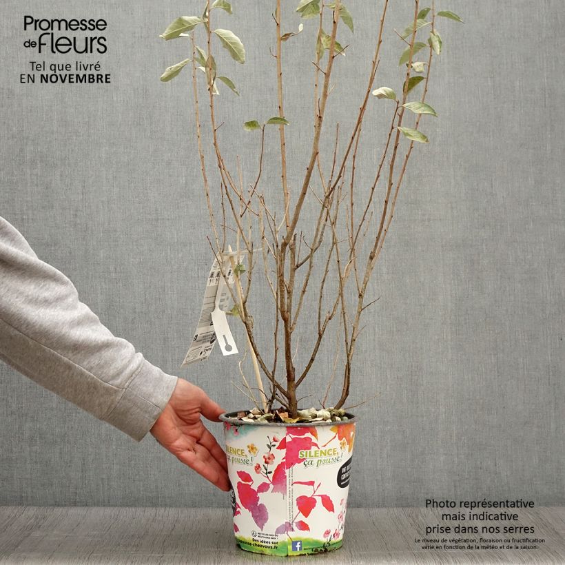 Esemplare di Elaeagnus commutata Zempin - Eleagno Vaso da 4L/5L come consegnato in autunno