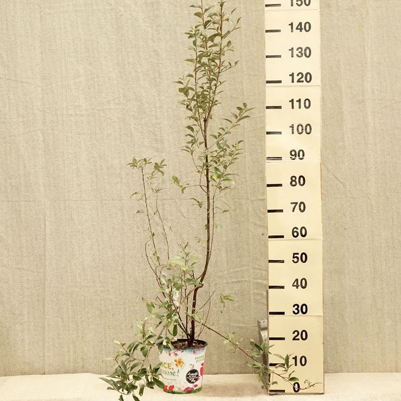 Esemplare di Elaeagnus commutata Zempin - Eleagno Vaso da 4L/5L consegnato in estate
