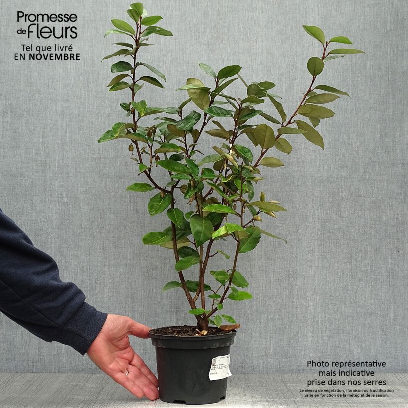 Esemplare di Elaeagnus ebbingei - Eleagno Vaso da 2L/3L come consegnato in autunno
