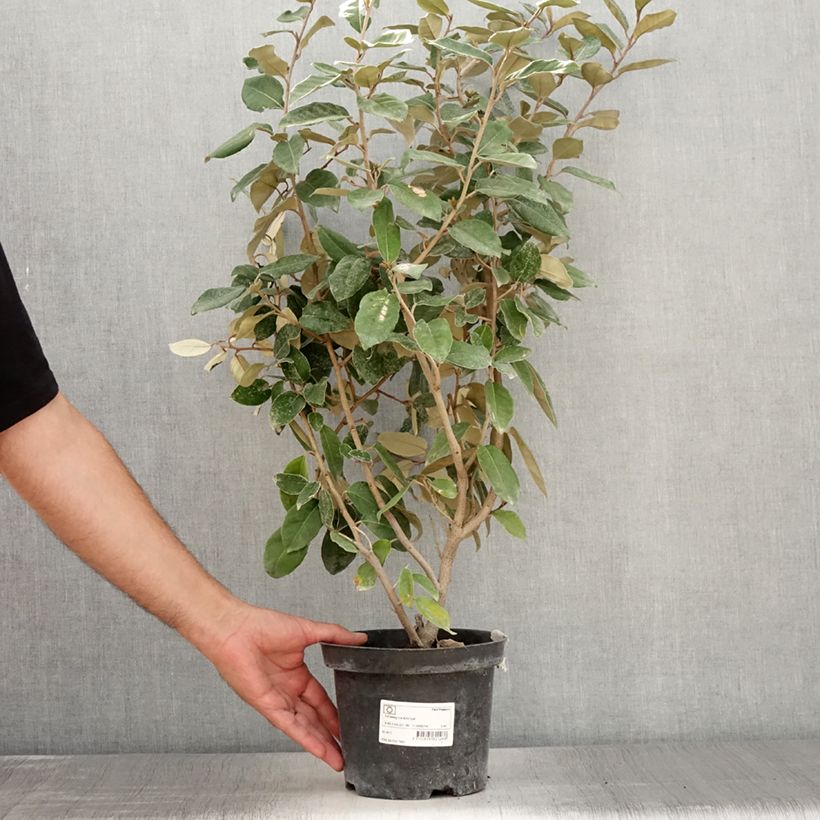 Esemplare di Elaeagnus ebbingei - Eleagno Vaso da 2L/3L consegnato in estate