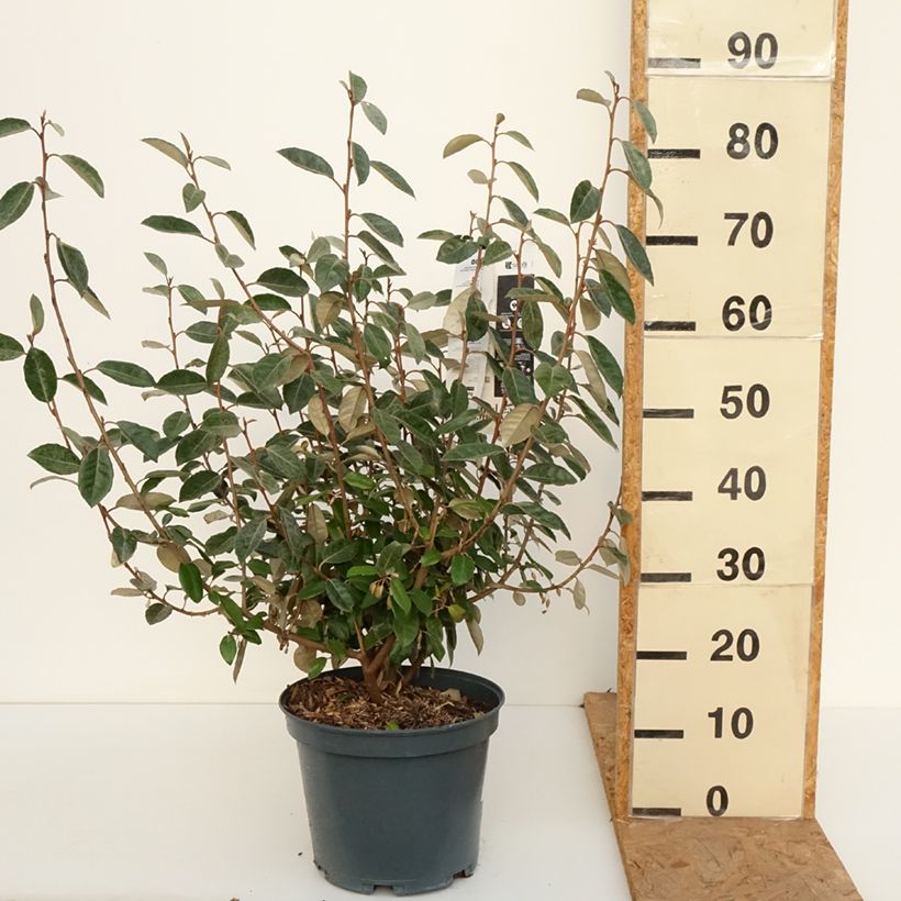 Esemplare di Elaeagnus ebbingei - Eleagno Vaso da 7,5L/10L come consegnato in autunno