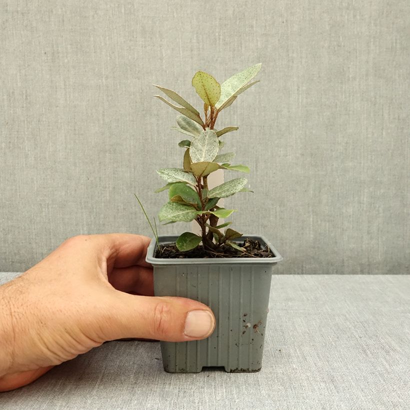 Esemplare di Elaeagnus ebbingei Compacta - Eleagno Vasetto da 8/9 cm consegnato in estate