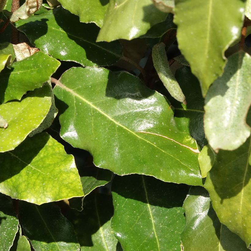 Elaeagnus ebbingei Crispy - Eleagno (Fogliame)