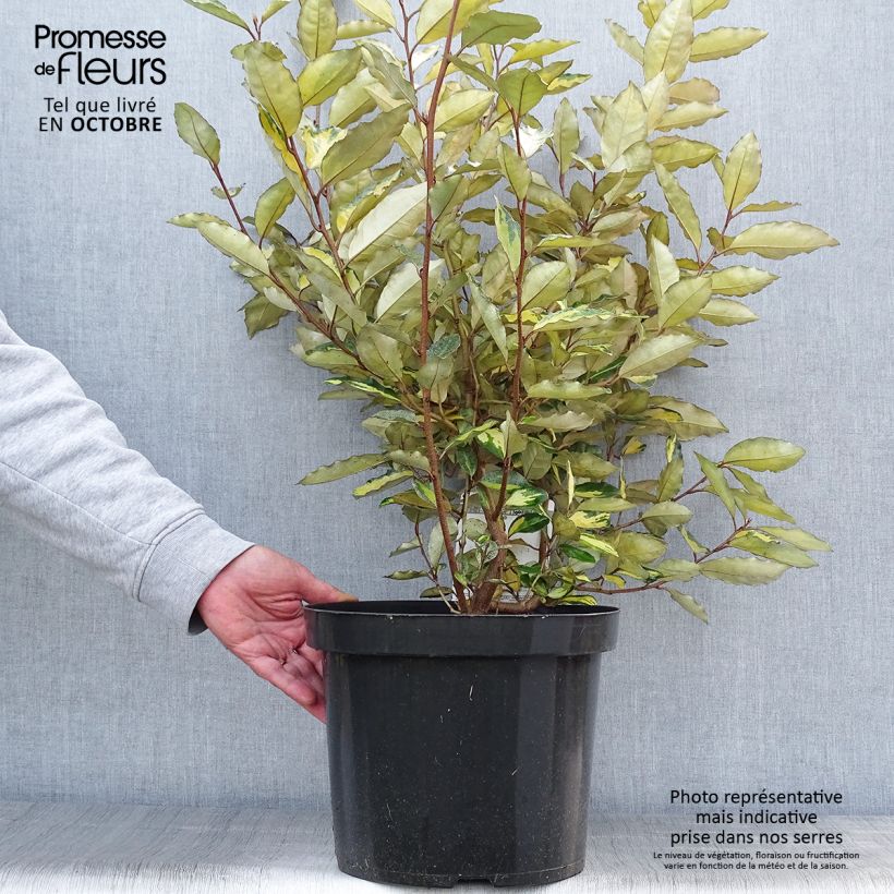 Esemplare di Elaeagnus ebbingei Eleador - Eleagno Vaso da 7,5L/10L come consegnato in autunno