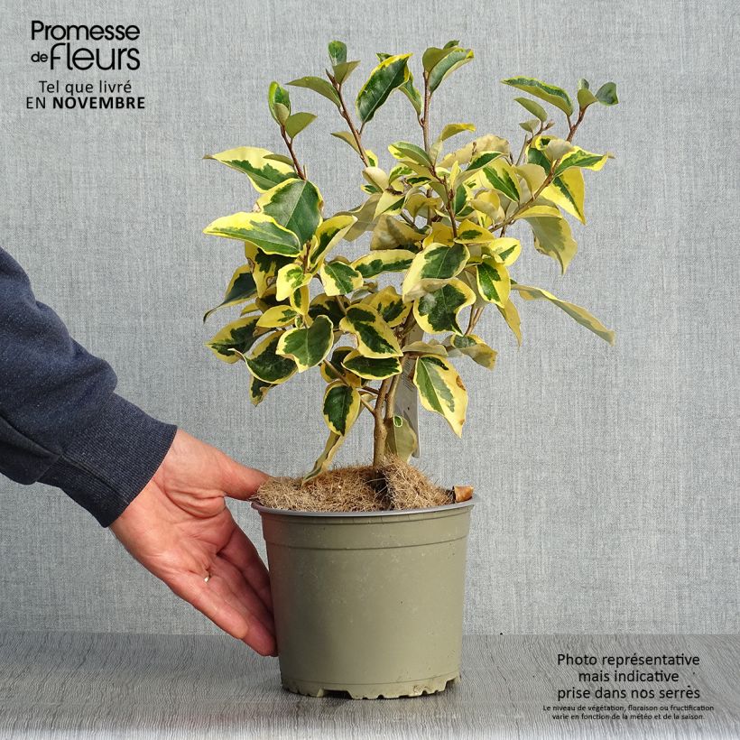 Esemplare di Elaeagnus ebbingei Gilt Edge - Eleagno Vaso da 2L/3L come consegnato in autunno