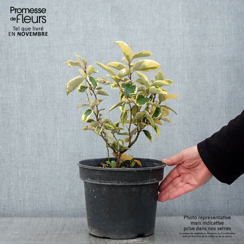 Esemplare di Elaeagnus ebbingei Gilt Edge - Eleagno Vaso da 3L/4L come consegnato in autunno