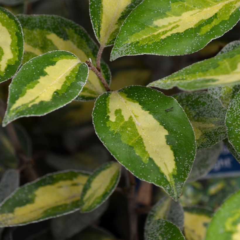 Elaeagnus ebbingei Limelight - Eleagno (Fogliame)